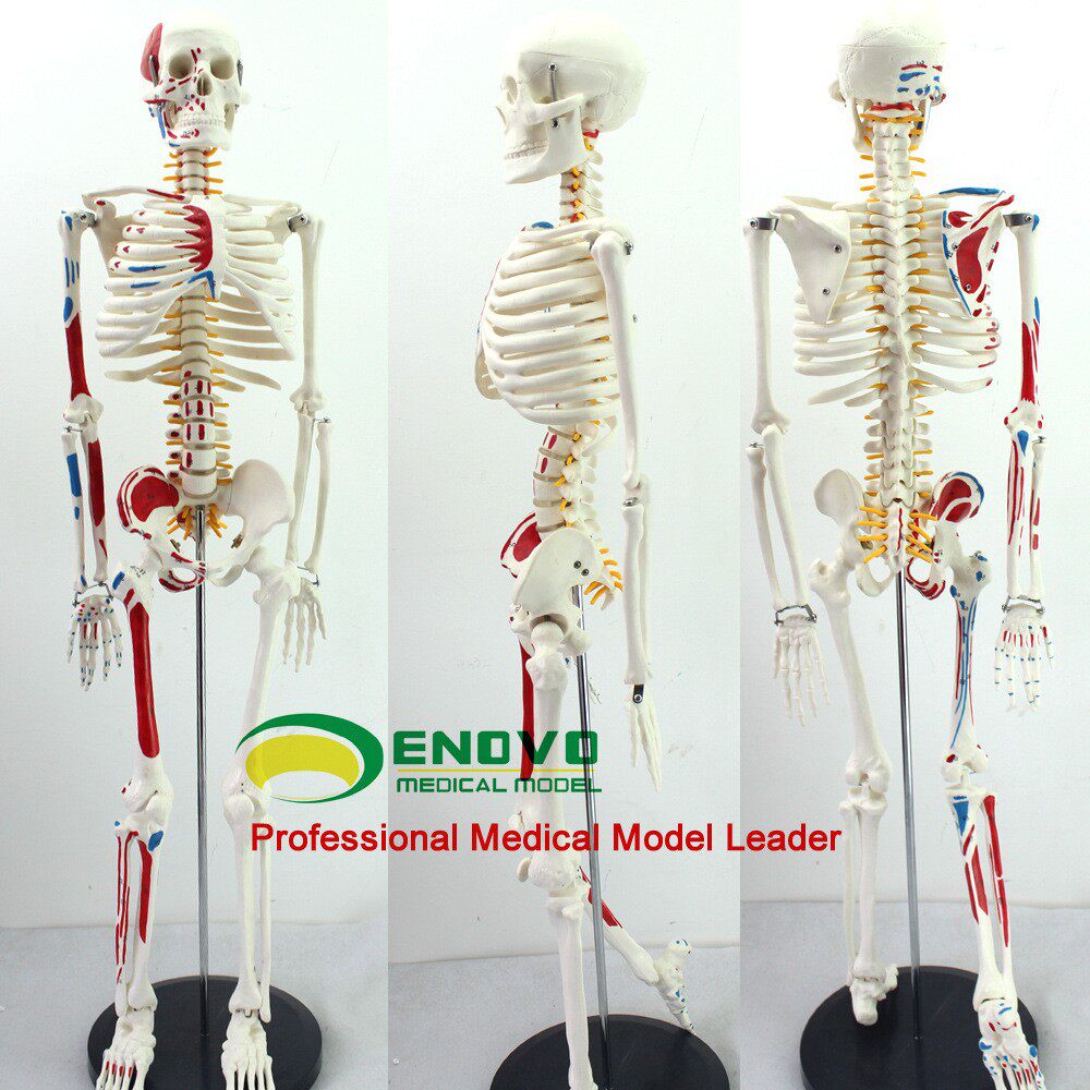 ENOVO颐诺医学85CM人体骨骼模型神经肌肉起止骨架瑜伽教学脊柱用