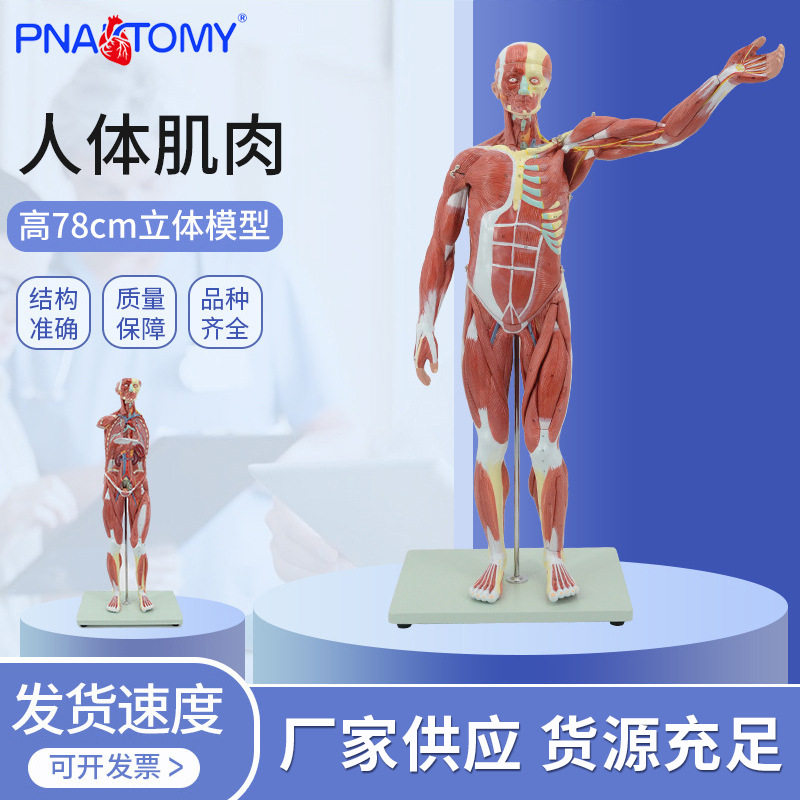 人体八大系统模型消化系统