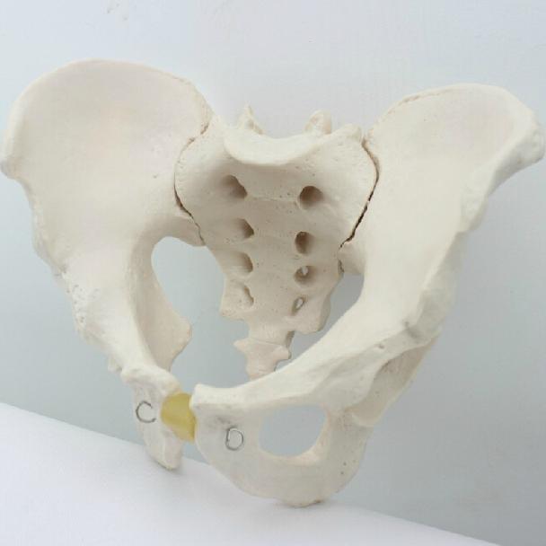 医学11大小男性骨盆模型