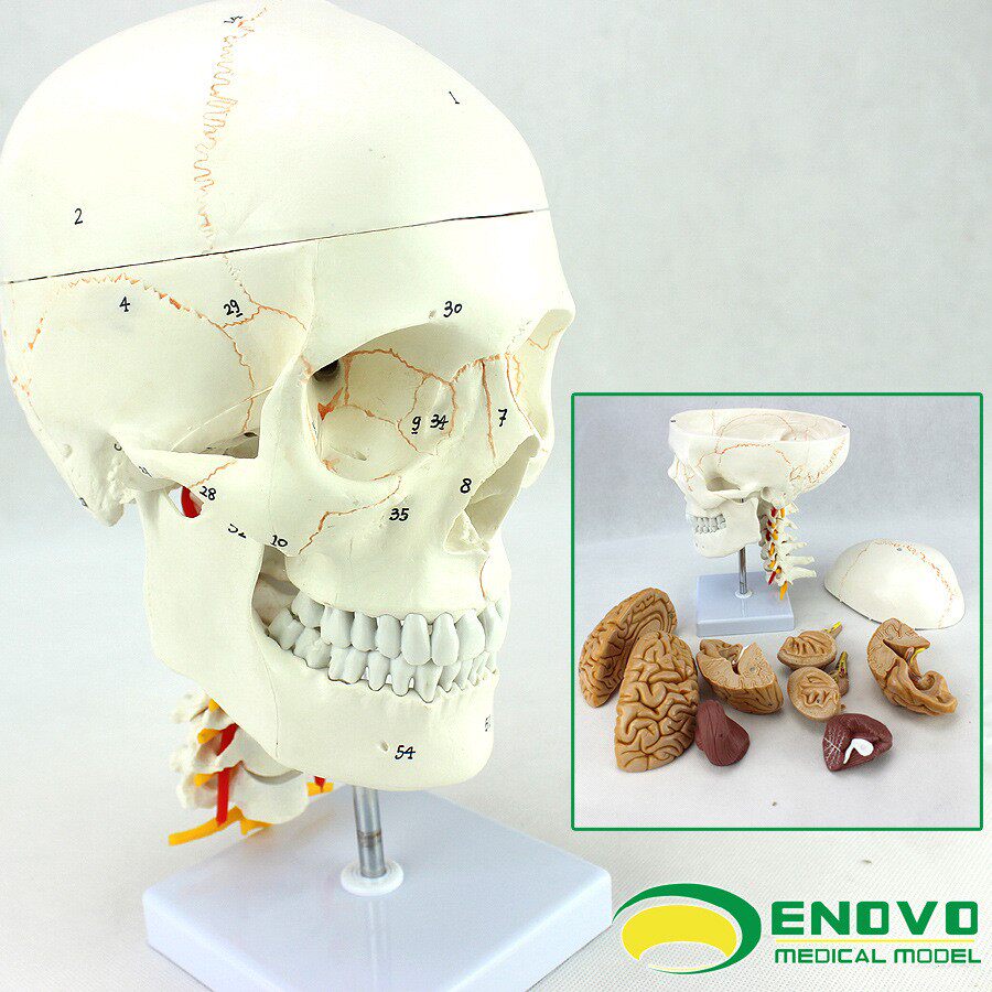 ENOVO颐诺医学人体头颅骨大脑模型头骨模型1:1颅脑神经外科解剖