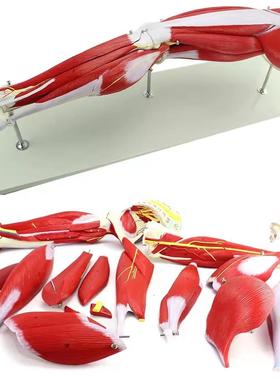 MDCD海医人体下肢肌肉解剖模型神经血管动静脉腿骨运动健身医教学