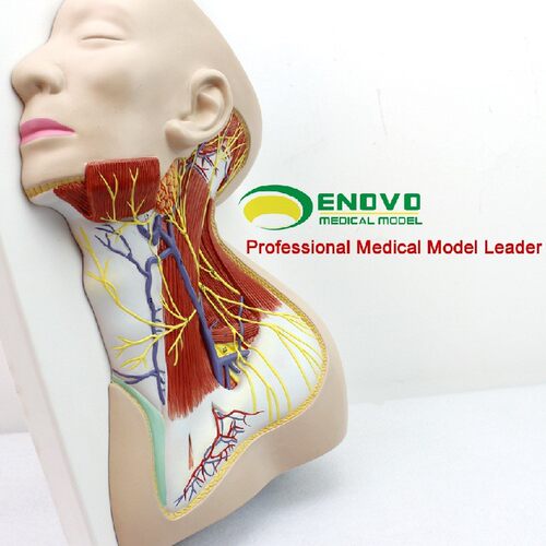 ENOVO颐诺人体颈部局部解剖模型