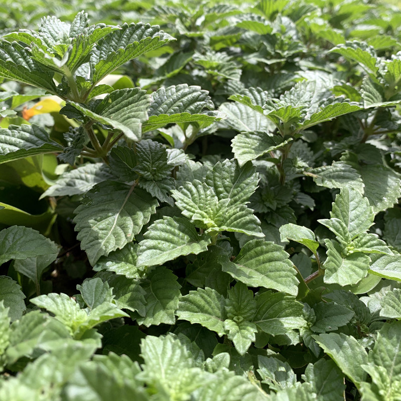 广东高州新鲜采摘凉粉草绿凉粉草仙人草烧仙草现摘湿凉粉草发草
