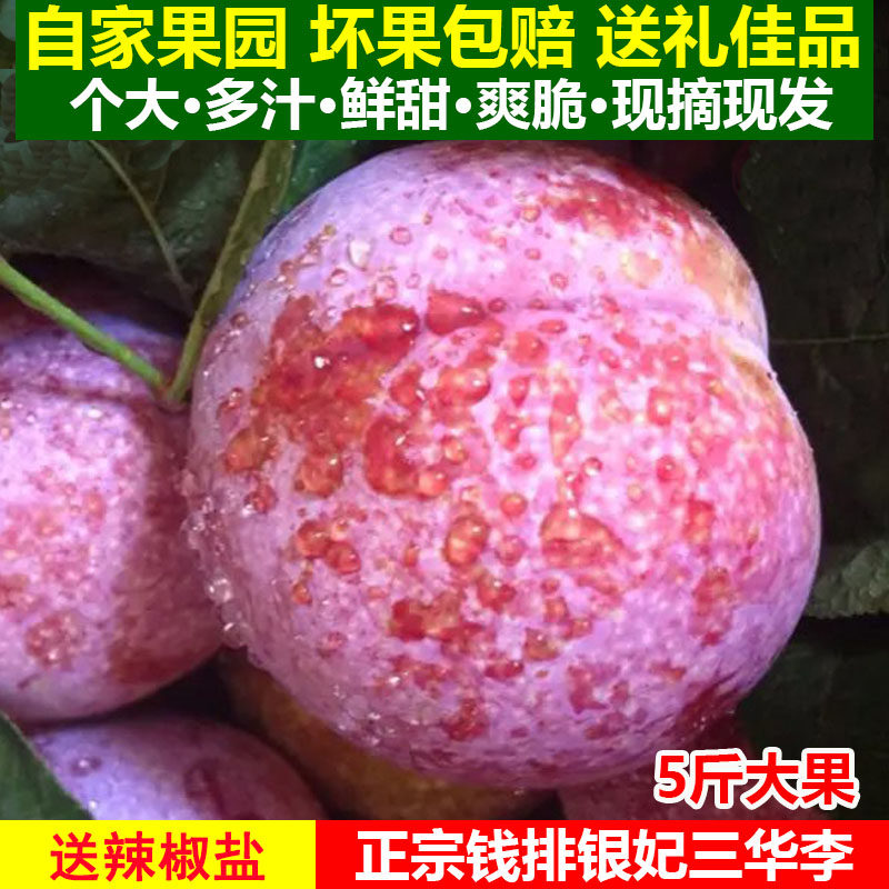 现摘现发 5斤正宗信宜钱排银妃三华李大果 新鲜酸甜可口红心李子