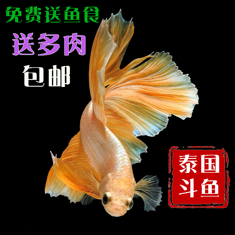 活体泰国斗鱼包邮