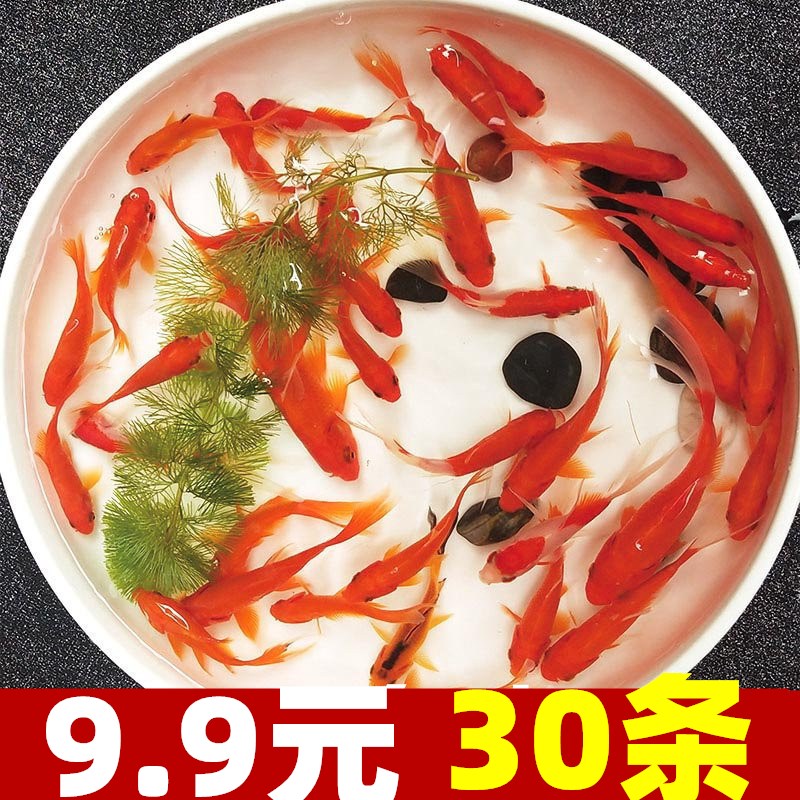 金鱼活鱼红草金耐养的鱼小型观赏鱼苗冷水鱼锦鲤闯缸淡水养活饲料