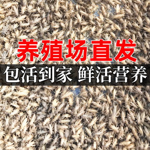 蛐蛐饲料活虫油葫芦白蟋蟀活体针头蜥蜴蝎子蜈蚣龙鱼蜘蛛鸟食食物