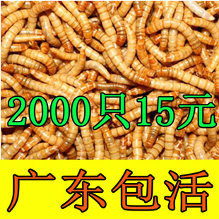 黄粉虫画眉宠物家用龙鱼粮食鲜活虫面包虫相思鸟仓鼠散装小号活虫