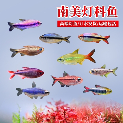 皇室青魔鬼鱼南美灯科观赏鱼血翅南帝灯甜心柠檬可卡热带鱼科佩依