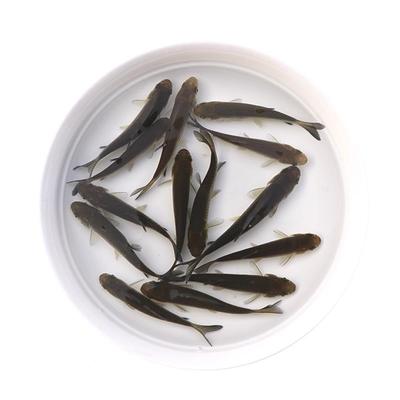 喂乌龟料的小鱼苗鱼草鱼鱼食蚊鱼麦穗鱼饲FDN鱼龙饲料活体六角恐