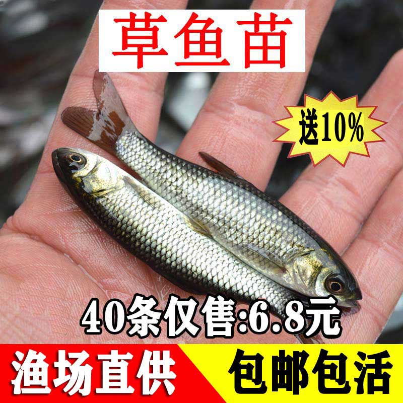 草鱼苗淡水养殖食用草鱼活鱼苗草混特大全半斤活体冷水小草鱼鱼苗图片
