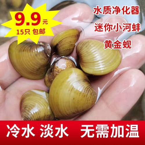 河蚌观赏淡水除藻螺黄金蚬清洁鱼缸专吃鱼龟粪便冷水溪蚬贝壳活体