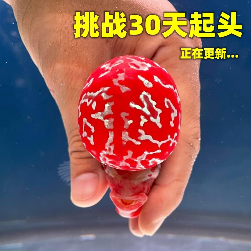【起头高】热带鱼观赏鱼罗汉鱼大苗小亚成毒苗鸿运爆头泰金火凤凰