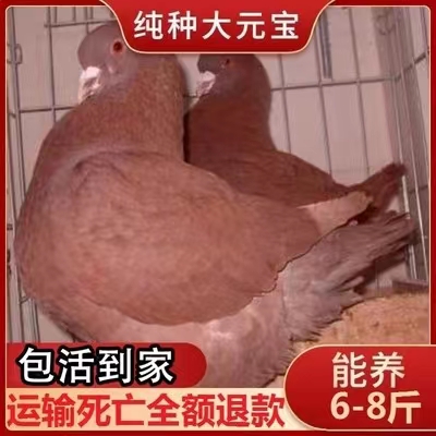 纯种巨型元宝鸽子活一对特大活体种鸽红色活物可养8斤的元宝鸽子