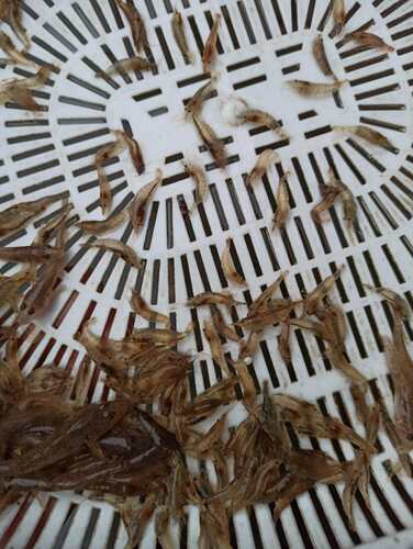 黑壳虾除藻虾鱼缸清洁工肉食鱼等爬宠小零食，美味又营养，补钙好