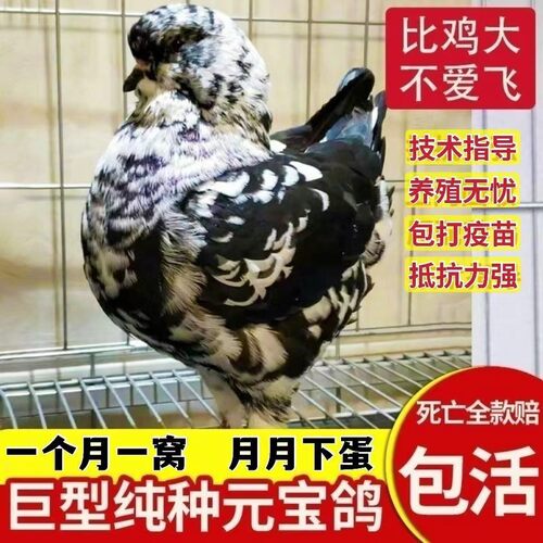 纯种活体一对巨大型元宝鸽子青年鸽肉鸽幼鸽观赏包活到家能养8斤