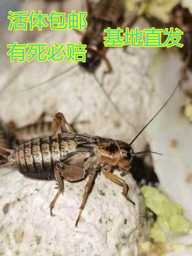 包邮油葫芦大蟋蟀蛐蛐活体虫子活虫爬虫宠物蜥蝎守宫龙鱼鸟食饲料