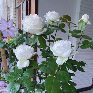 婚礼之路月季伊芙白色月季切花浓香包子耐寒灌木阳台玫瑰花苗包邮