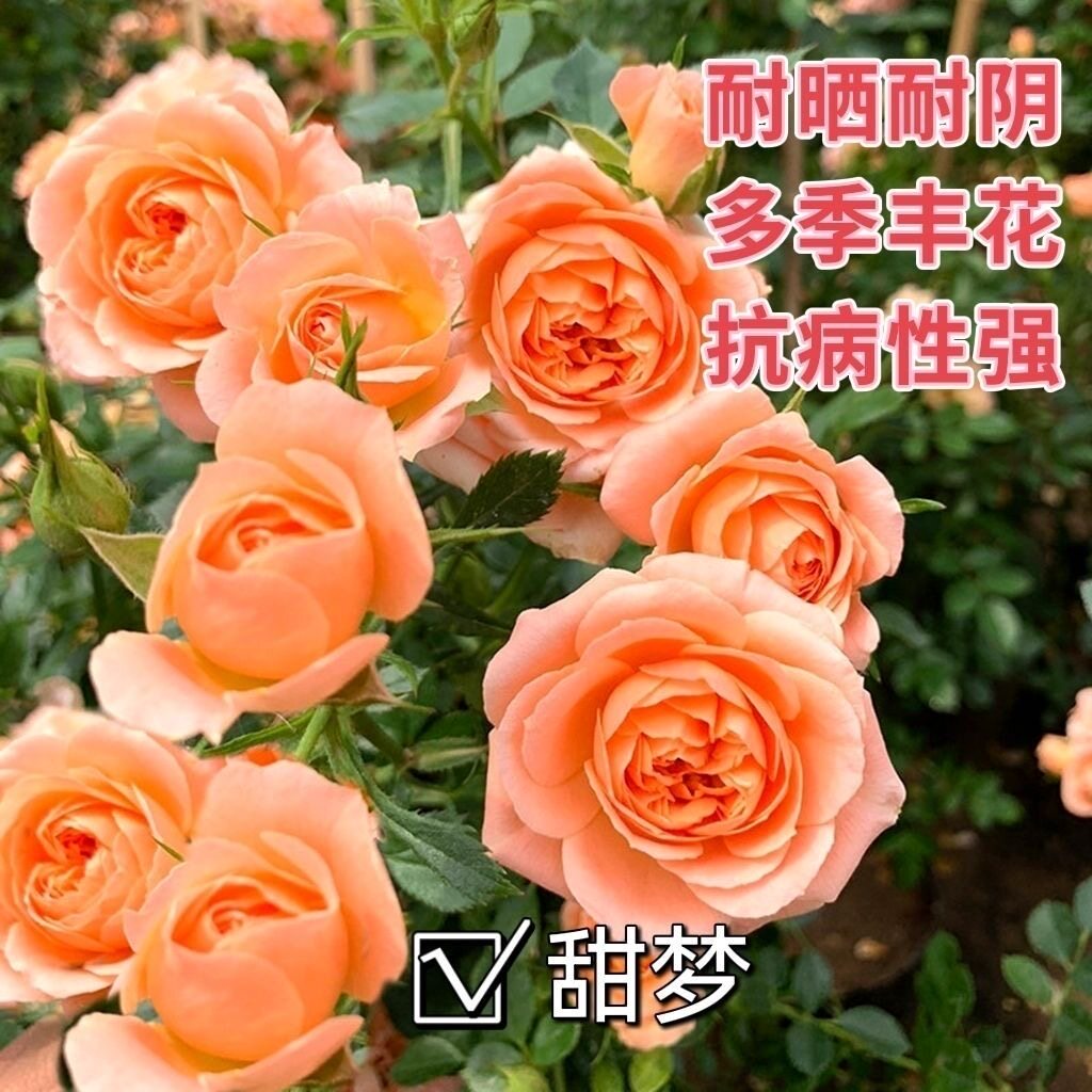 藤本月季甜梦爬藤爬墙攀援庭院植月季/蔷薇/玫瑰