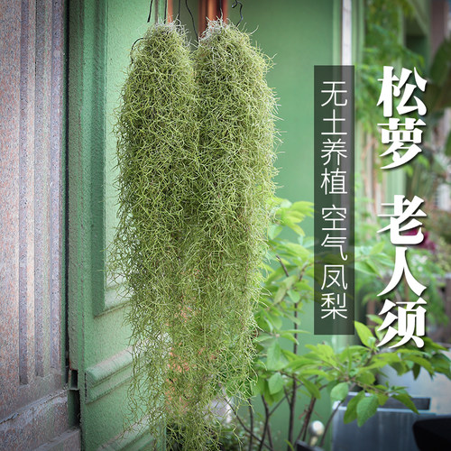 空气凤梨老人须松萝室内吸甲醛