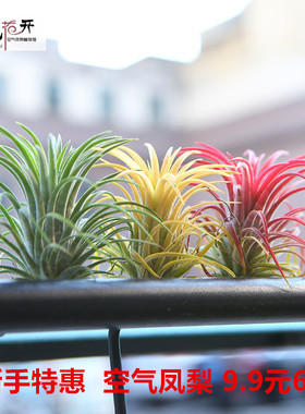 空气凤梨红黄绿精灵室内懒人无土植物净化空气花卉盆栽绿植花草