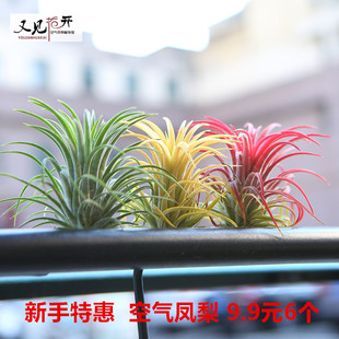 空气凤梨红黄绿精灵室内懒人无土植物净化空气花卉盆栽绿植花草