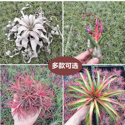 空气凤梨大型稀有品种无土植物