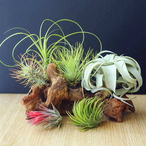 福果鲁卜拉精灵多款小号绿植盆栽