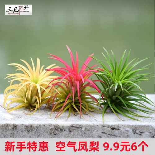 空气凤梨红黄绿精灵室内懒人无土植物净化空气花卉盆栽绿植花草