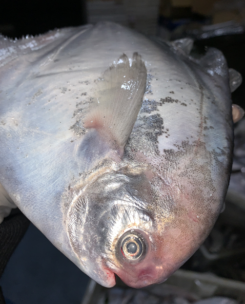 舟山银鲳鱼新鲜海捕东海鲜活白鳞鲳鱼野生小平鱼4-6两1斤2条