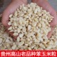 贵州高山白玉米粒笨玉米老式 玉米毕节笨玉米粒笨玉米籽整颗玉米粒