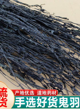 鬼羽箭中药材正品无硫磺野生干货
