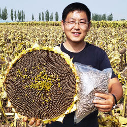 新货内蒙古大瓜子五原葵花籽361正宗363生瓜子薄皮特大颗粒葵瓜子