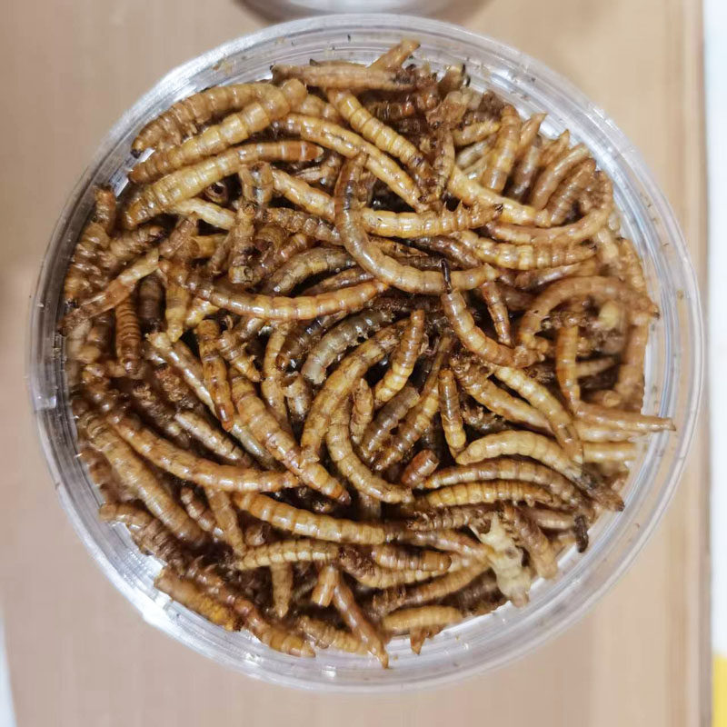 仓鼠食物面包虫零食原料
