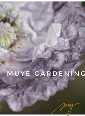 灰色虞美人混色  10粒 庭院植物盆栽花卉 温度低颜色灰 灰色雪莉