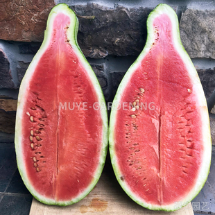 西瓜 金白 每份3粒 蔬菜农作物一年生植物阳台盆栽地栽