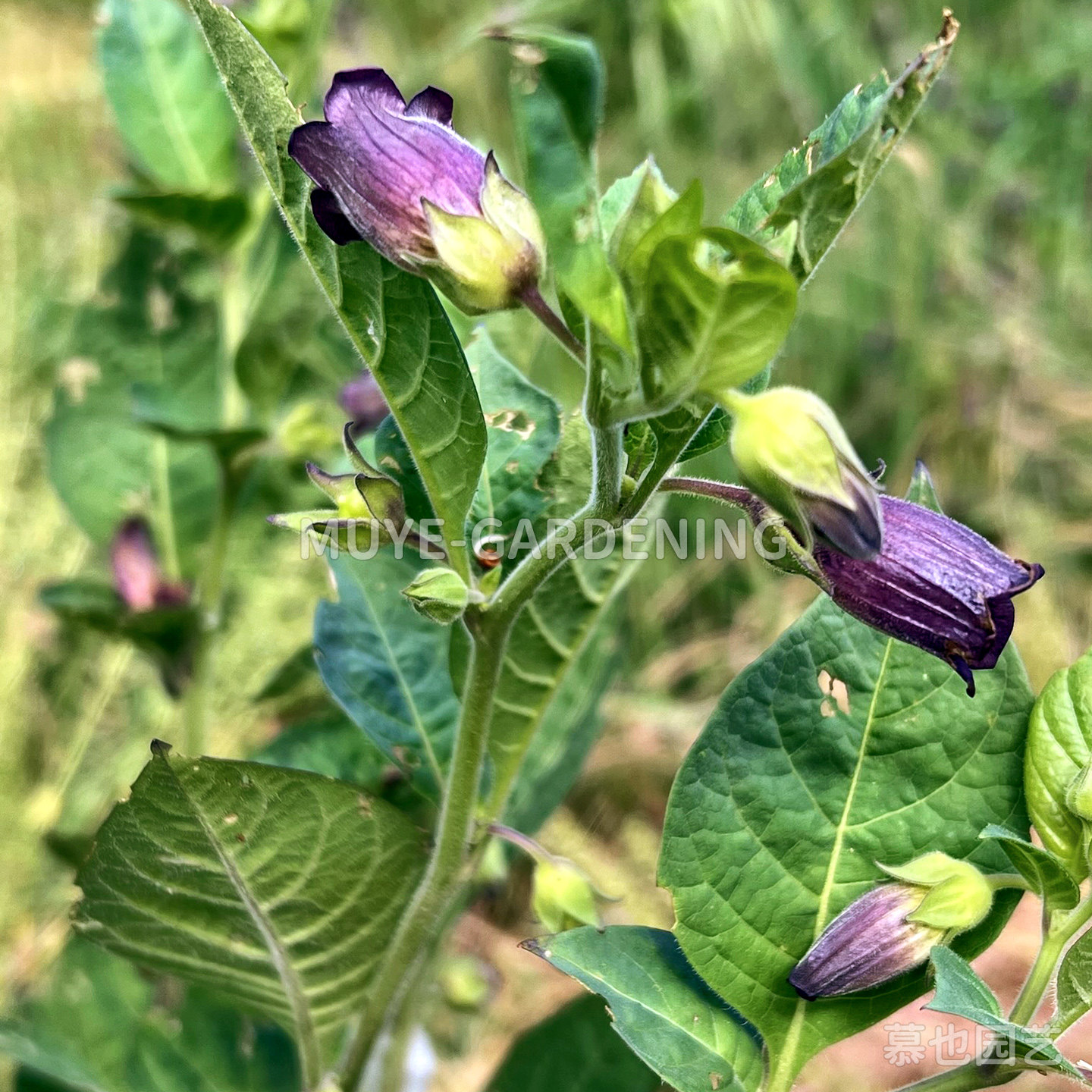 高加索颠茄种子 每份5粒 有毒草药不可食用 多年生植物中草药材