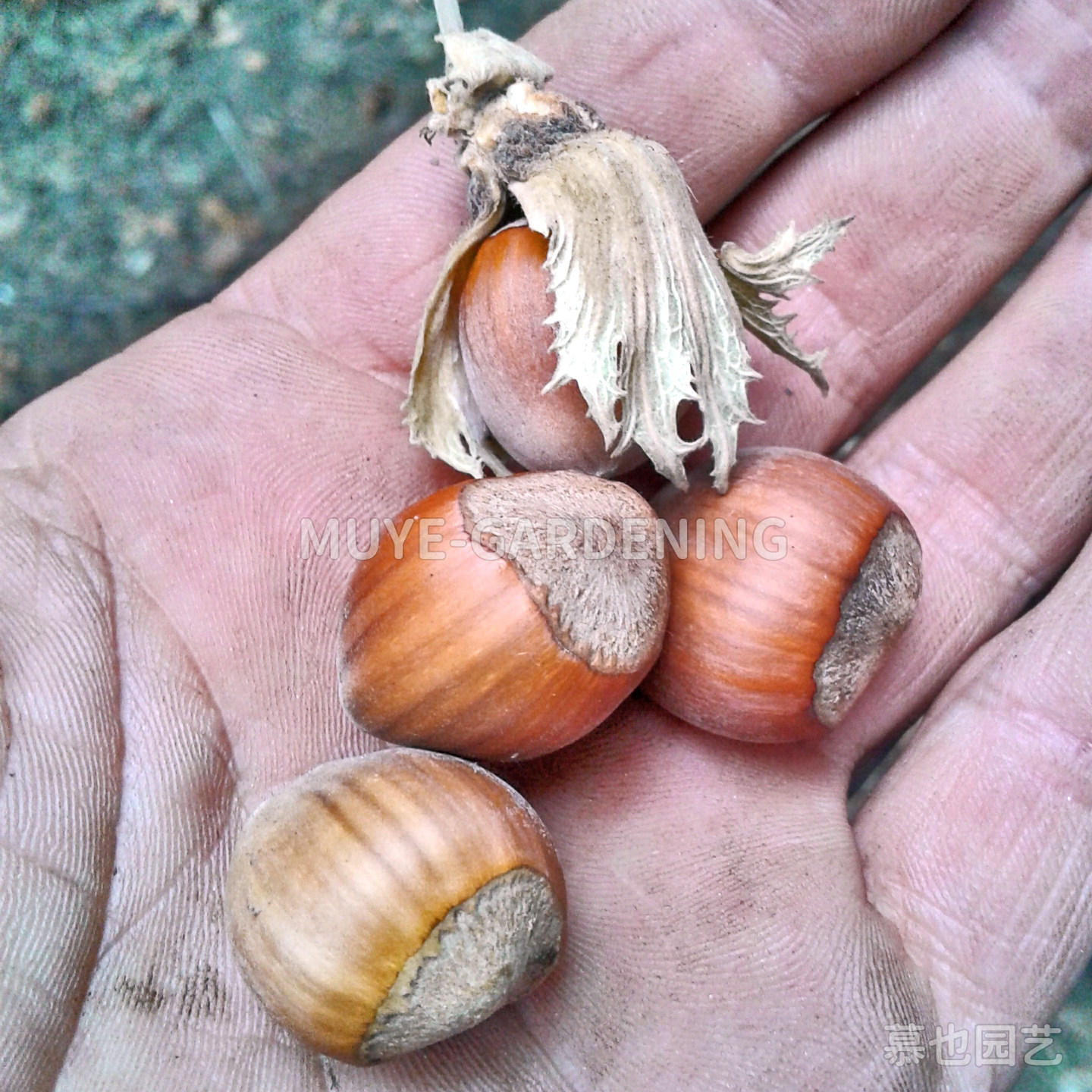 欧洲榛种子 每份3粒 食用榛子原生种之一 多年生落叶灌木花镜庭院