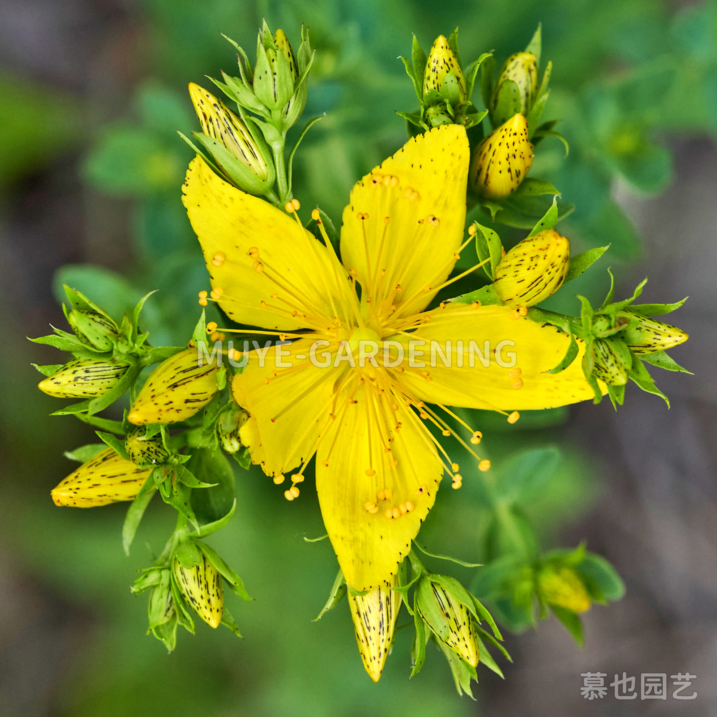 贯叶连翘种子 每份10粒 圣约翰草 传统草药多年生开花植物花镜