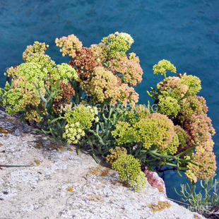 海茴香种子 每份3粒 石灰岩生沙生耐盐碱可食用野菜阳台盆栽花镜