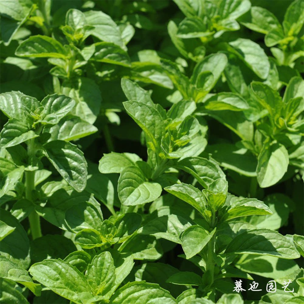 唇萼薄荷 普列薄荷20粒每份 庭院植物盆栽 不可食用香草