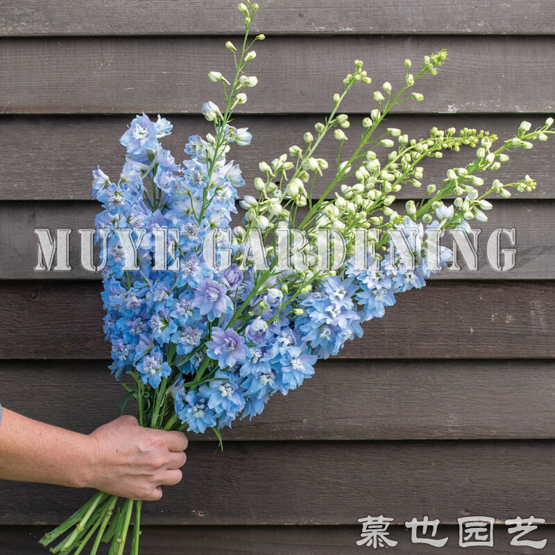 飞燕草翠雀 魔术天空蓝 每份5粒秋播切花植物阳台盆栽地栽庭院