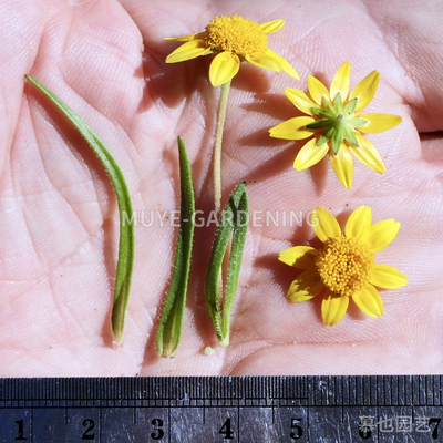 细叶金原菊 每份10粒 金原菊属一年生花海阳台盆栽花镜地栽庭院