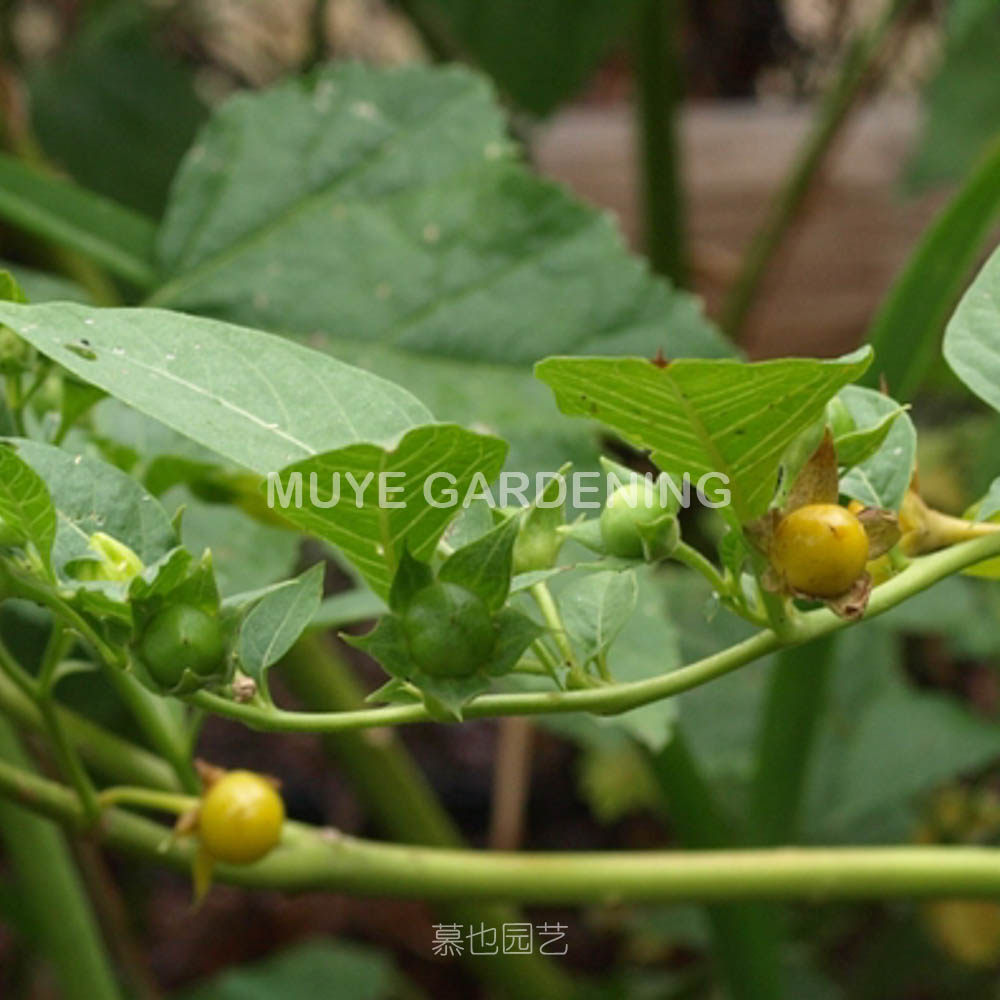 颠茄黄色花变种 有毒草药 5粒种子 茄科颠茄属