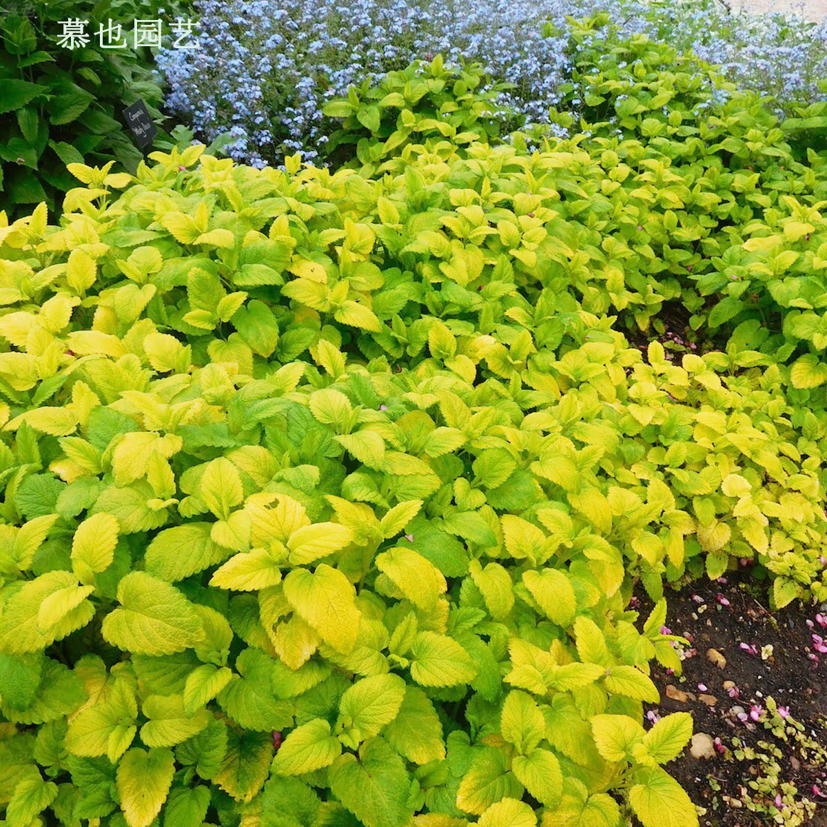 金叶柠檬香蜂草 10粒每份 庭院植物盆栽 可食用香草 薄荷茶
