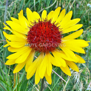 天人菊 每份10粒 多年生宿根植物鲜切花阳台盆栽花镜庭院