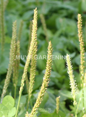 车前草本种 Asiatica 每份10粒 可食用野菜草药多年生耐寒植物