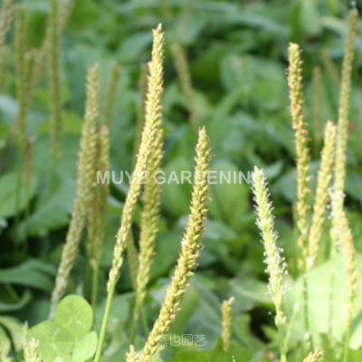 车前草本种 Asiatica 每份10粒 可食用野菜草药多年生耐寒植物