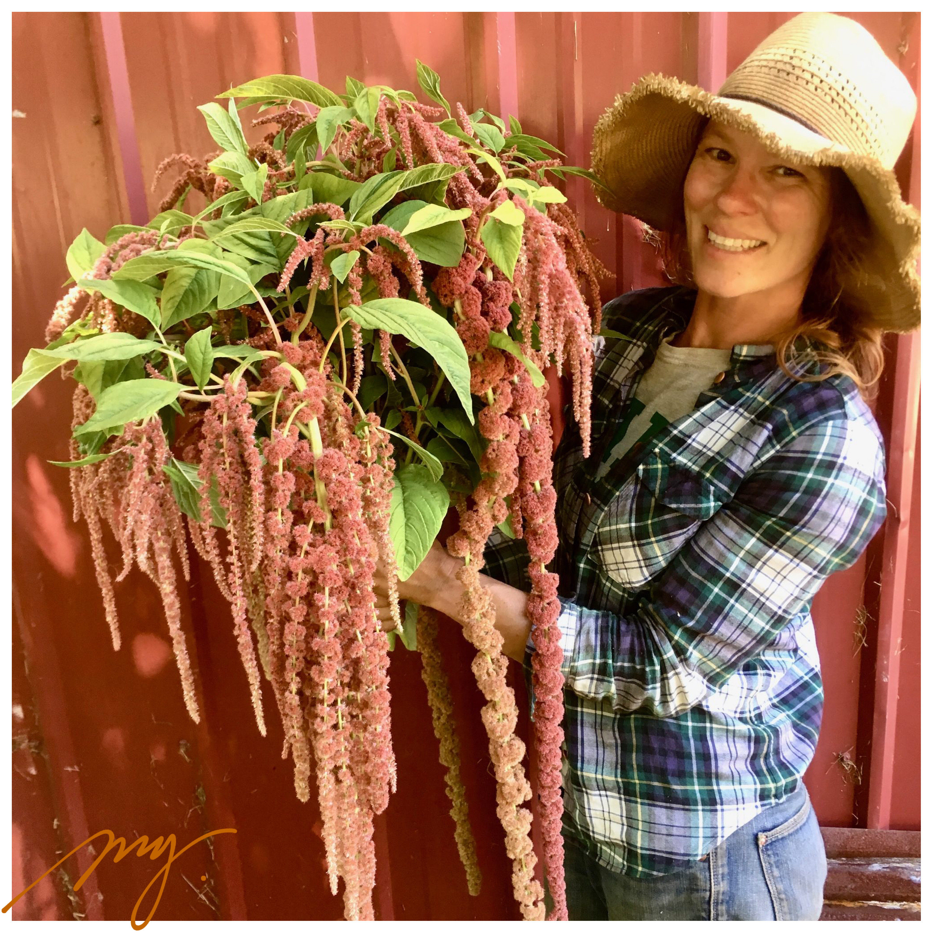 尾穗苋菜  珊瑚喷泉 5粒每份 切花庭院植物盆栽