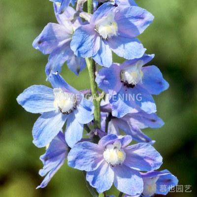 飞燕草翠雀 园艺种合集 每份5粒 秋播切花植物阳台盆栽地栽庭院